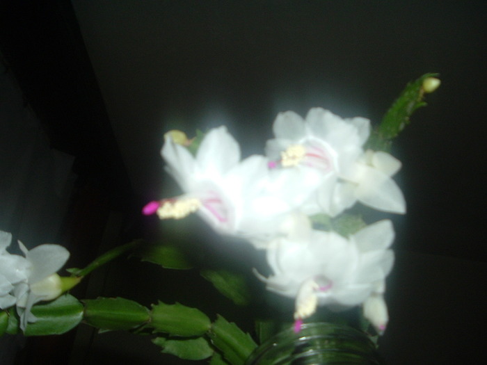 DSCF9558; schlumbergera alba
