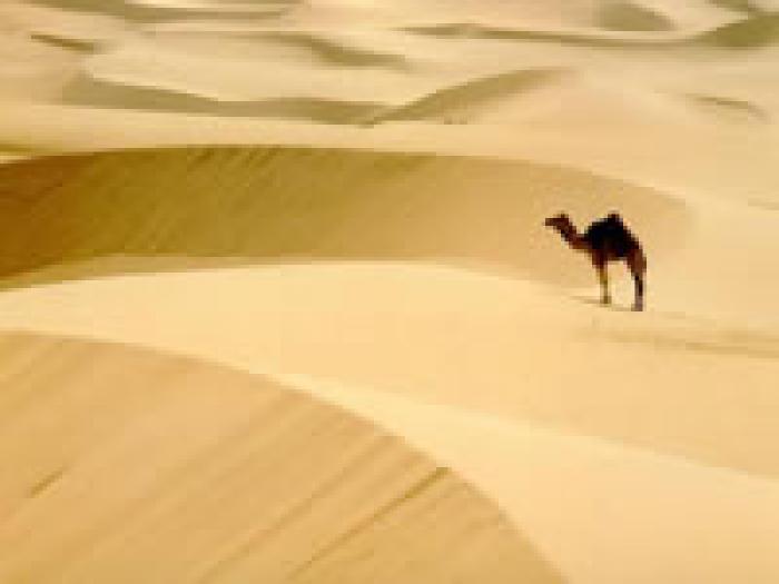 88 - poze din desert