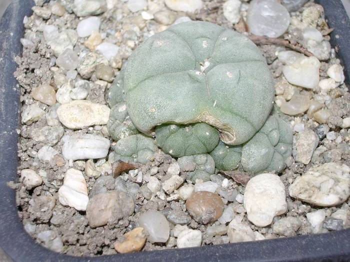 Lophophora williamsii v. caespitosa, nastere prin cezariana - Lophophora