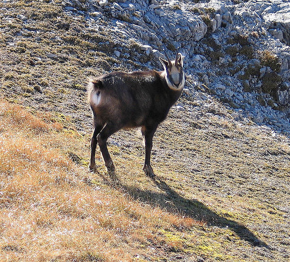 Capra neagra - Salvati animalele pe cale de disparitie