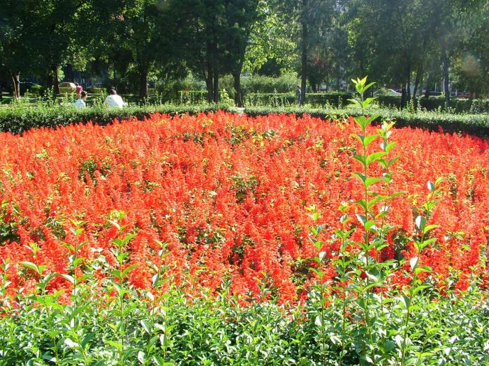 Florile - Poze la oradea