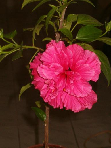 hibiscus 2 - hibiscus
