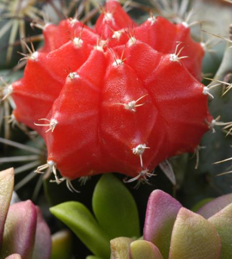 Cactus