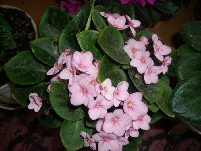 Violete de Parma