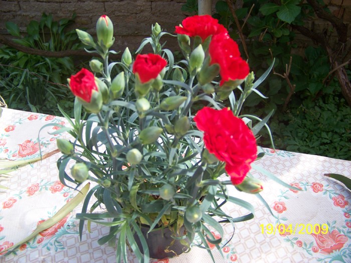 100_0920 - Primavara in curte  Timisoara