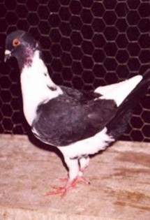 2003-4r - porumbei maltezi