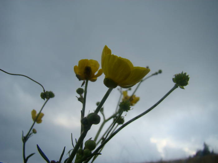 DSC00350