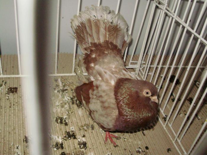 gagiu 4 - 1506 2 porumbei rz