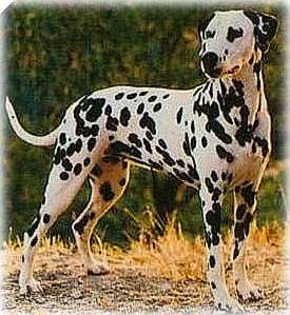 dalmatian-final - dalmatieni