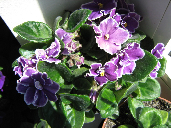 IMG_3339 - violete