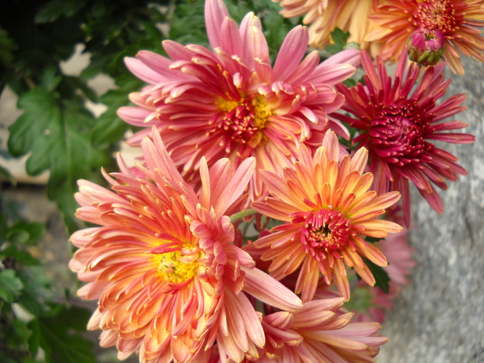 Picture 161 - flori dragute