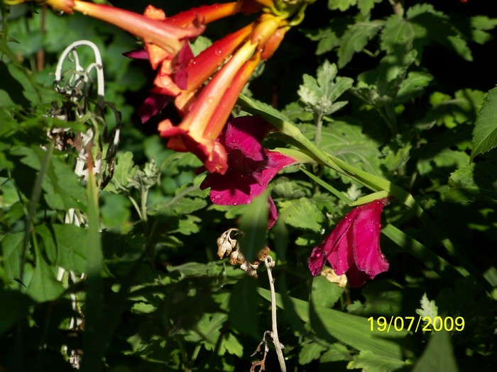 100_8182 - Iulie 2