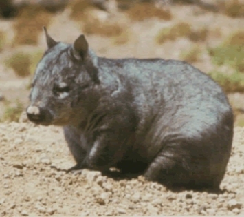 wombatul nordic cu nas paros - cele mai rare 10 animale din lume