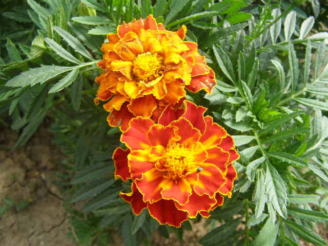 P8121887