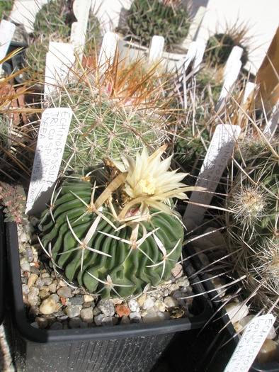 Echinofossulo tricuspidatus - 06.10 - Echinofossulocactus