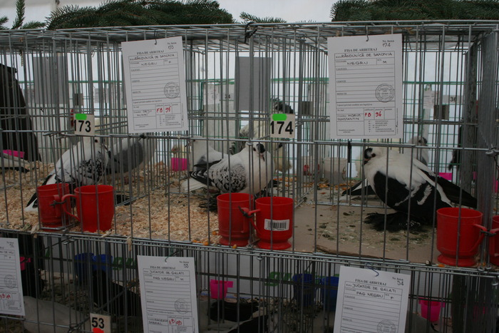 EXPO-PAS Suceava 2009 - EXPO PAS Suceava 2009