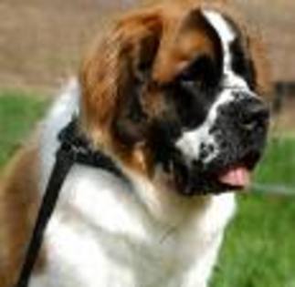 Saint Bernard