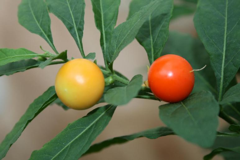 solanum capsicastrum - plante 2007