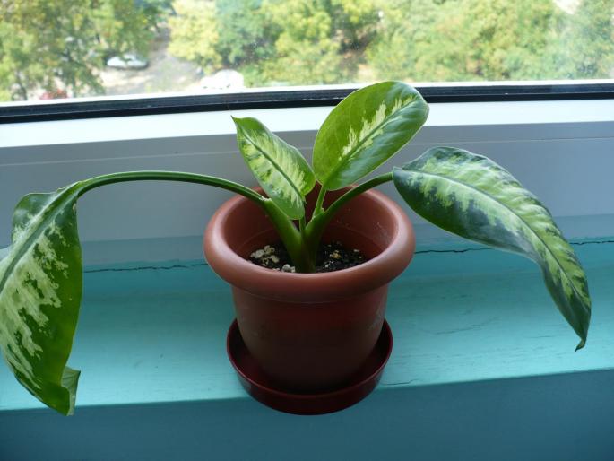 Dieffenbachia amoena Tropic - Alte plante