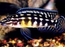 Julidochromis%20marlieri
