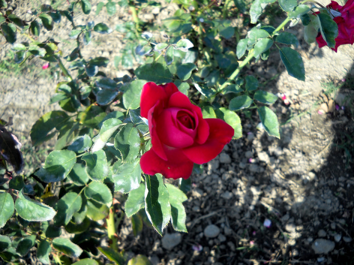 Picture 385 - flori dragute