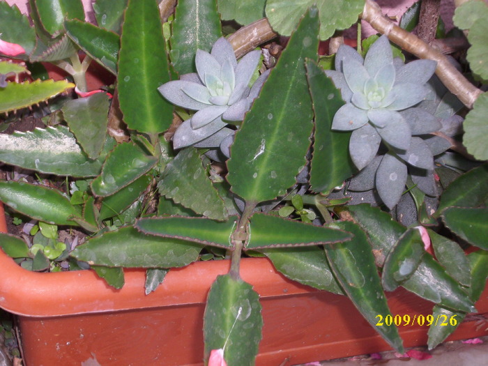 DSCI1419 - plante suculente-cactusi