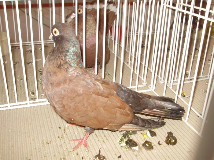 orbetean 8 - 1510 rz