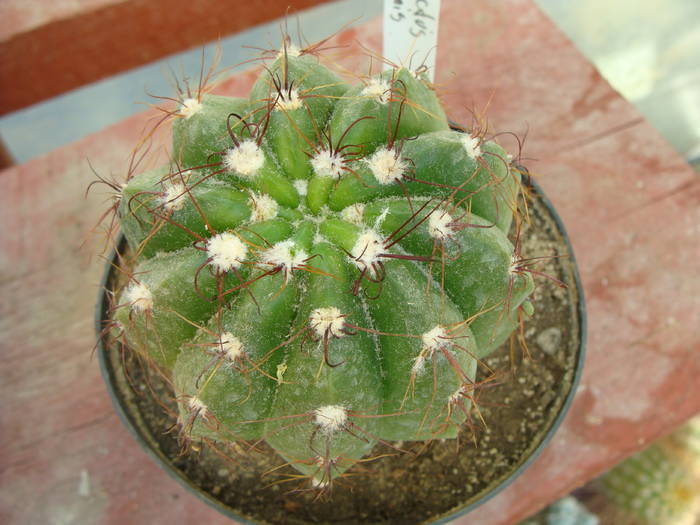 N. ottonis - Notocactus-Parodia