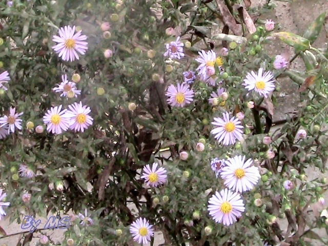 alte floricele - Aster alpinus-Dunkle Schone-albastru inchis