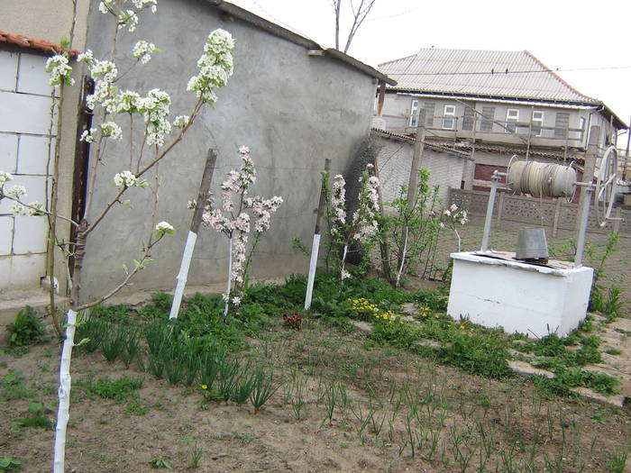 23aprilie 010 - recolte