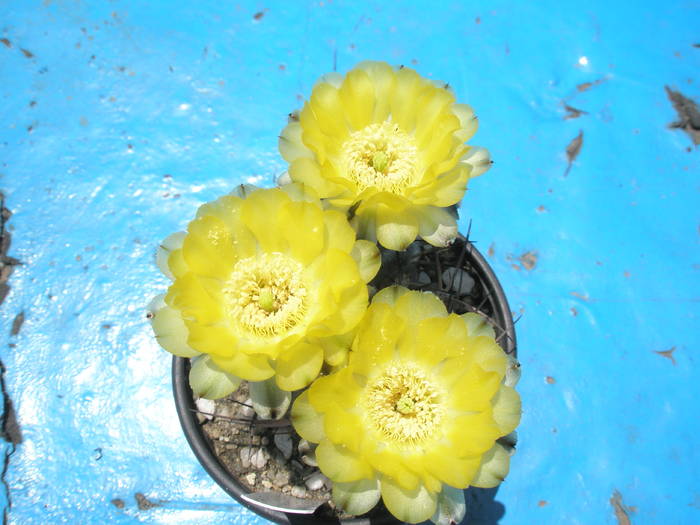 Acantocalycium aurentiacum - apical - Acanthocalycium