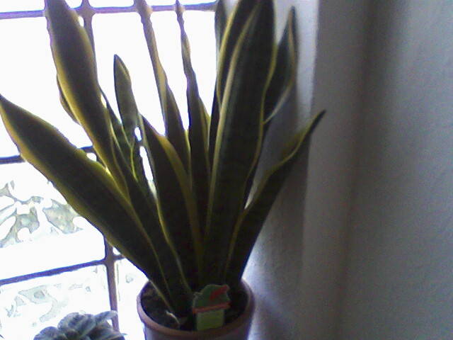 Photo-0067 - plante 2008