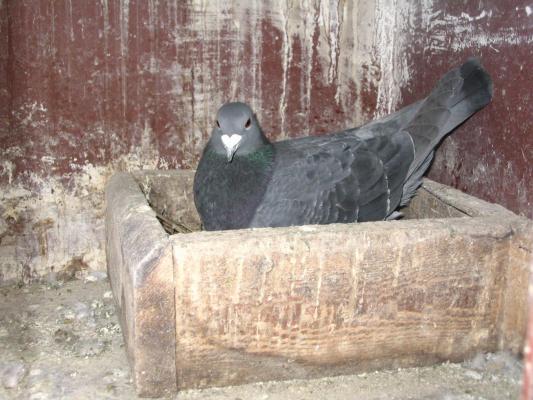 Mascul 2005