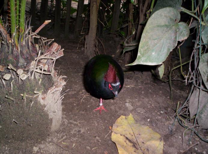 centrul papagali (184)