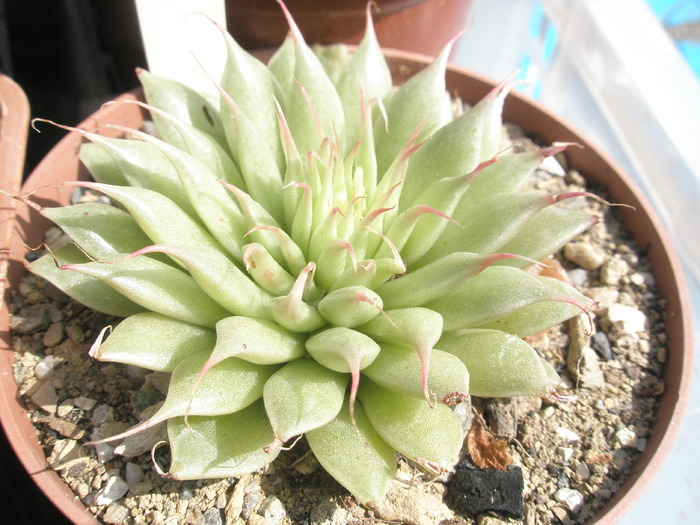 Graptopetalum filiferum recent - Graptopetalum