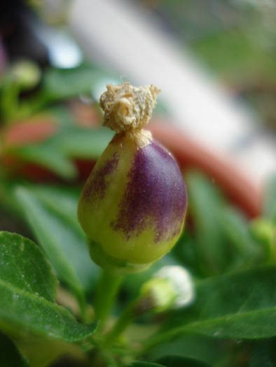 Brazilian Rainbow Pepper (2009, May 02)