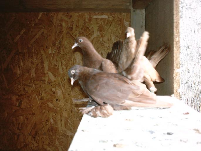 IMAG0157 - O zi de vara pt porumbei-     --a day of summer for pigeons