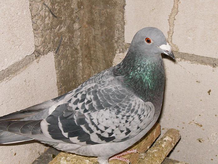 HPIM2214 - porumbei 2009