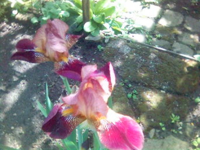irisi 2 - flori de gradina