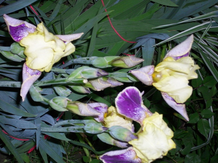 DSCI0257 - flori din gradina mea