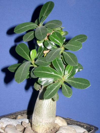 Adenium obesum