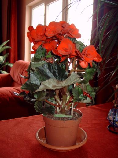 Begonia elatior prima inflorire 08 - Plantele mele de interior
