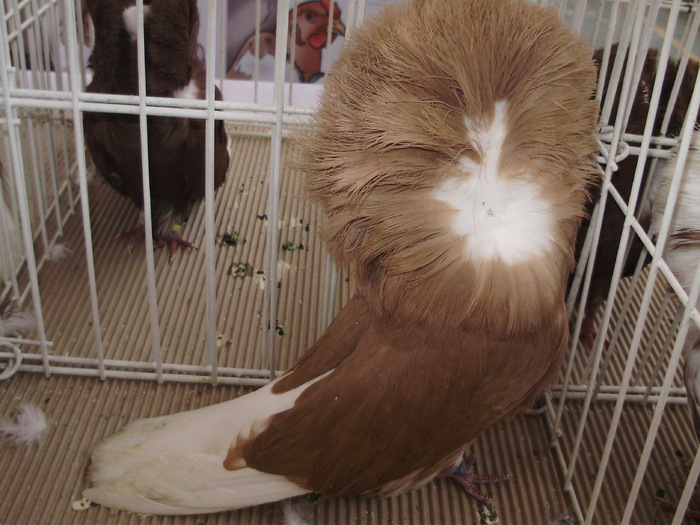 jacobin 2