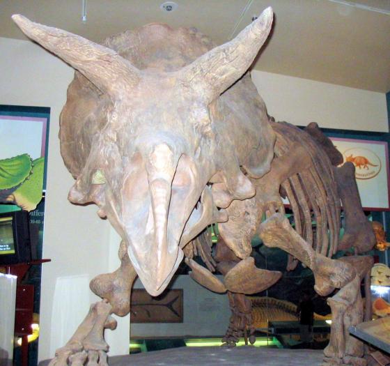 Triceratops_1 - Fosile