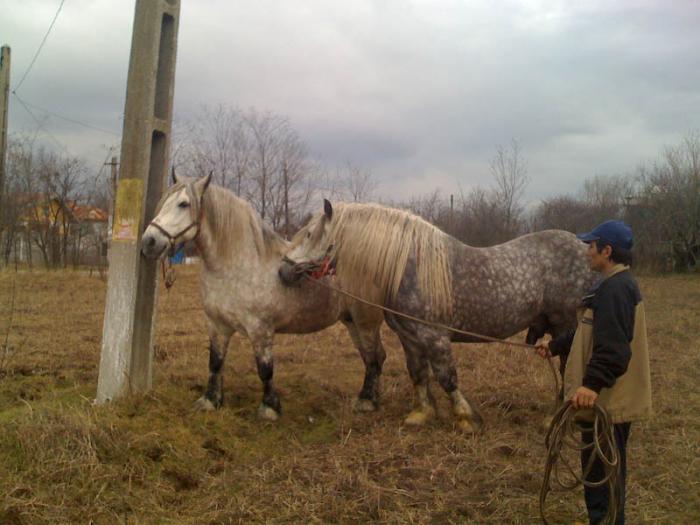 Percheron - Cai de rasa Percheron