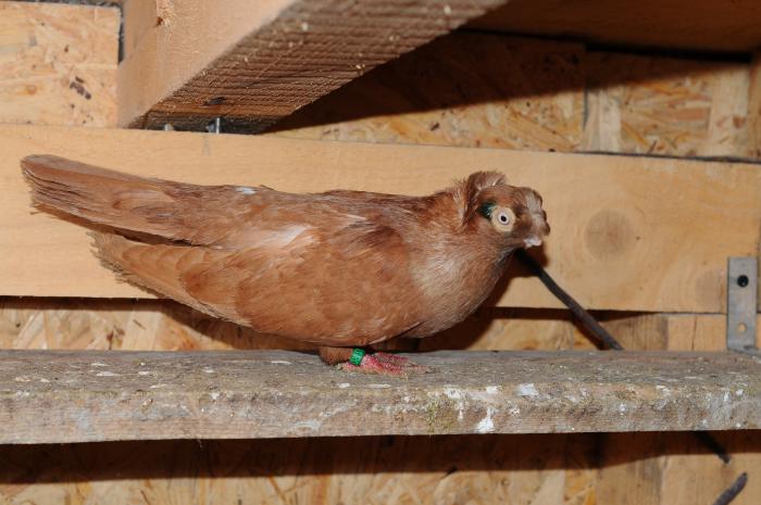 DSC_9936 - jucatori dublumotati calarasi 2008