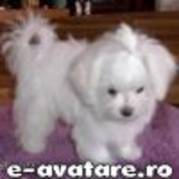 avatare_gratuite_539245050488653c0308b81.16117846