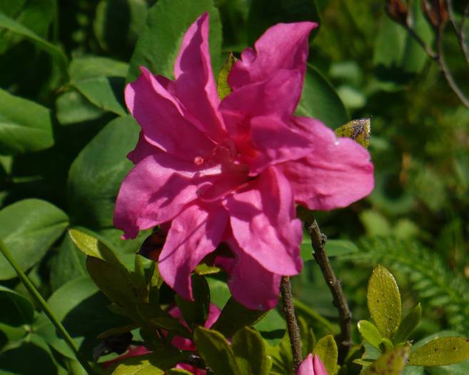 Rododendron