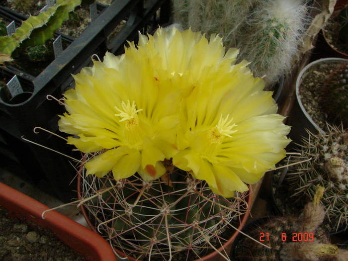 DSC06217