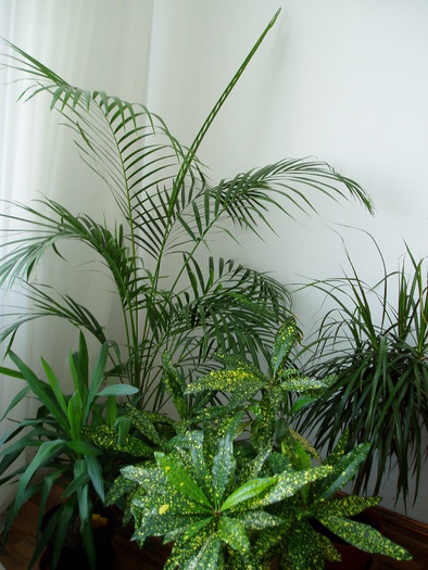 mix; Areca, dracena, croton, yuca
